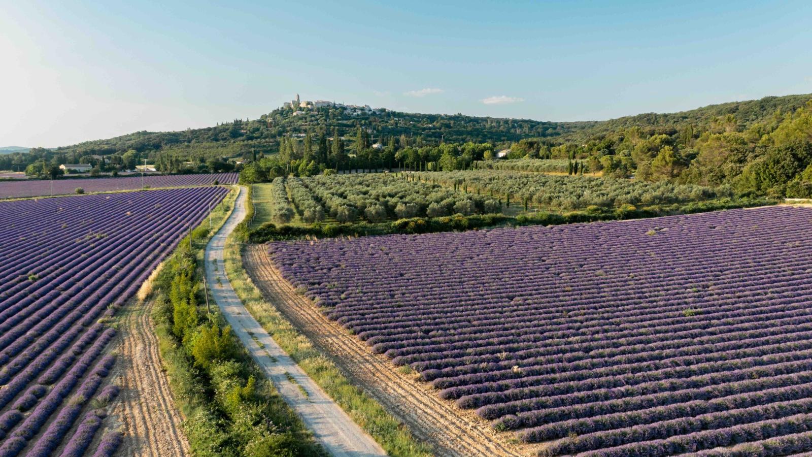 Champs de lavande dans la Drôme