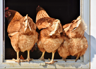 La Ferme des Petits Bonheurs