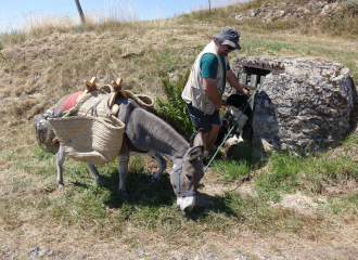 Bougre d'Ane - Ane de bât