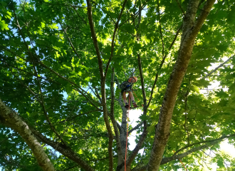 Personne dans un arbre