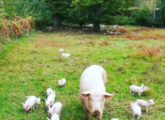 Élevage de porcs en plein air