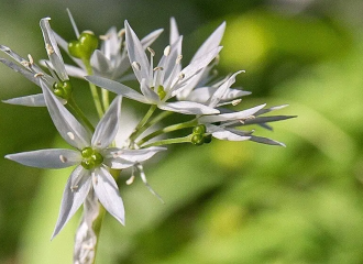 Balade découverte des plantes médicinales et comestibles de Chartreuse