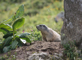 Randonnée accompagnée : Le réveil des marmottes du Puy Mary