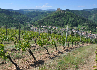 Les vignes