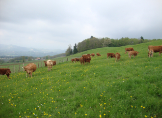 Les vaches de la ferme du Mont Charvet au pré en Valdaine
