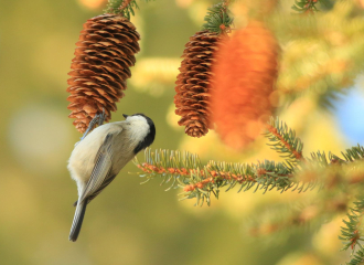 Reconnaître les oiseaux de montagne Chamrousse