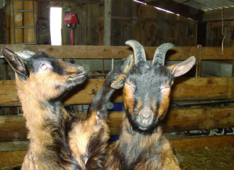 La Ferme des Couderies