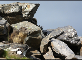 Hike with the marmots