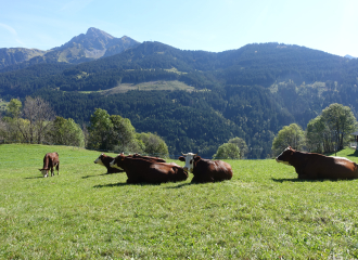 Abondance cows with a view of Mont de Grange