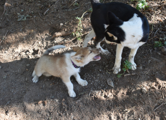 Univers cani-rando & chiens nordiques