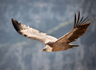 Hike - Vultures Flights with Vercors Escapade