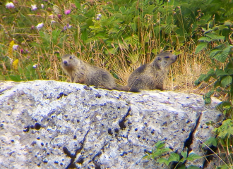Guided walk with Christophe Pelet : Meeting Alpine Marmot : a Family-Friendly and Easy Walk to Learn More About this Adorable Fur Ball