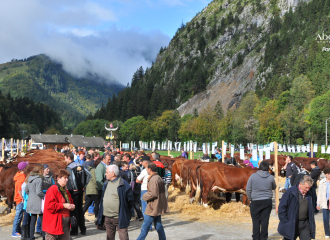 Foire d'automne: concours de vaches et de fromages