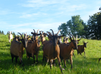 Les chèvres au pré du GAEC du Brossmont