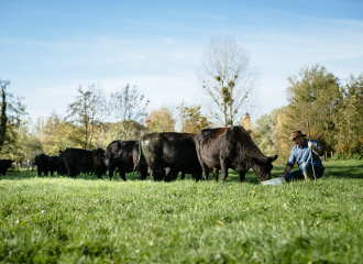 Le troupeau dans le pré