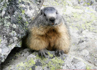 Rencontrer les marmottes