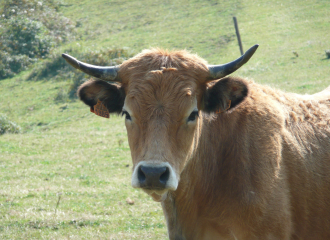 GAEC du Petit Champ - Chaméane