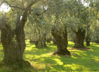 Olives et Oliviers