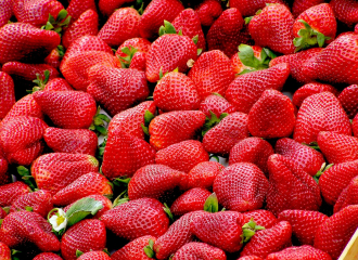 Production de fraises à Flaxieu