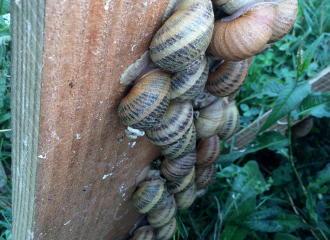 L'Escargot de Bézaudun