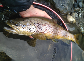 grande truite prise en grande rivière